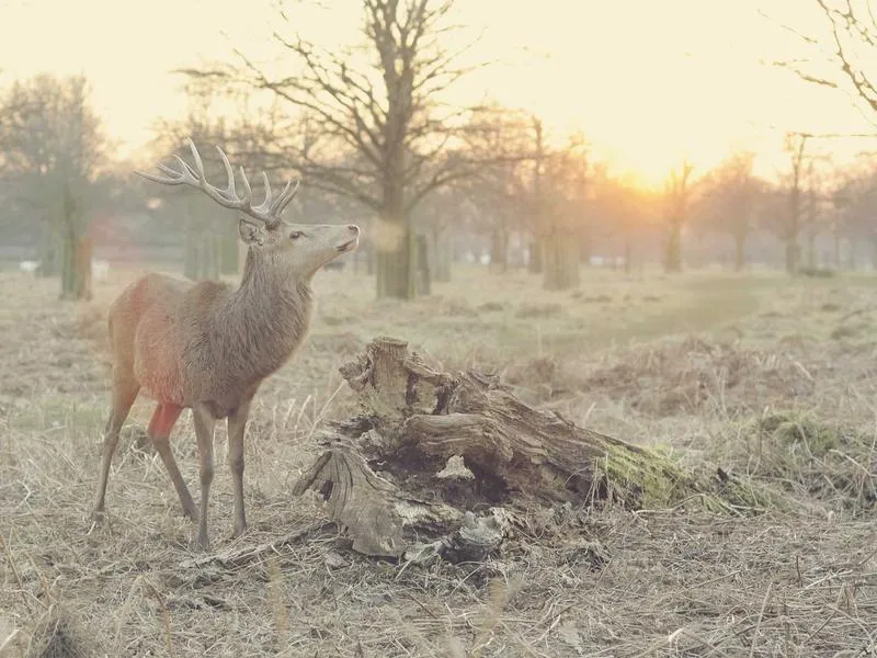 Sportster S kahvat ja kytkinkahva