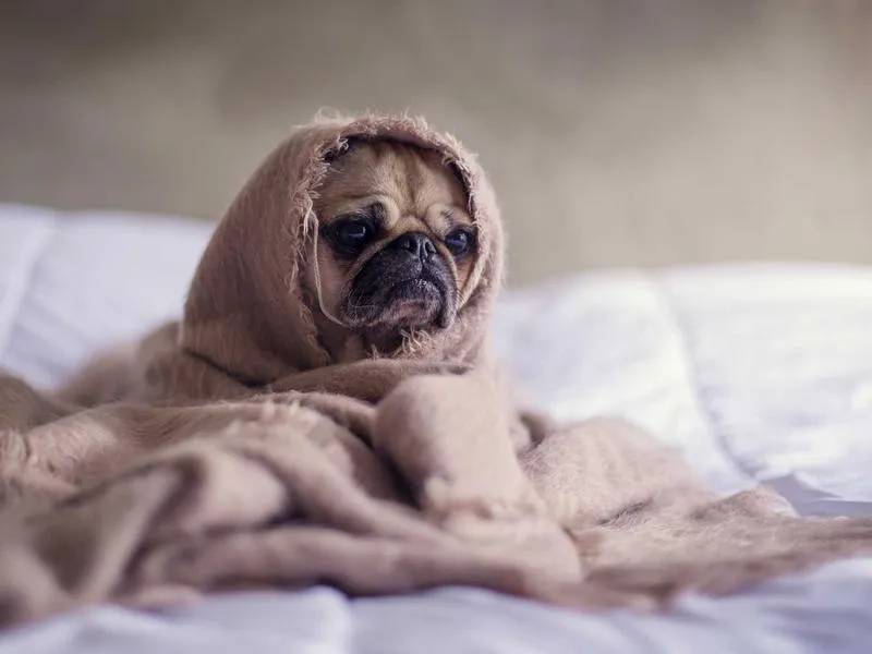 Dyna Street Bob penkki Mustang solo