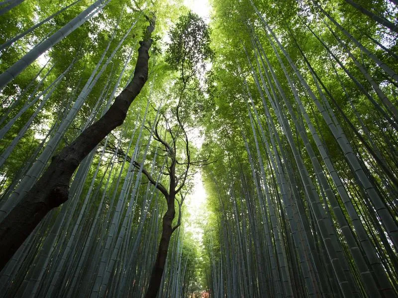 Street Bob 2019 tiivistesarja yläpää