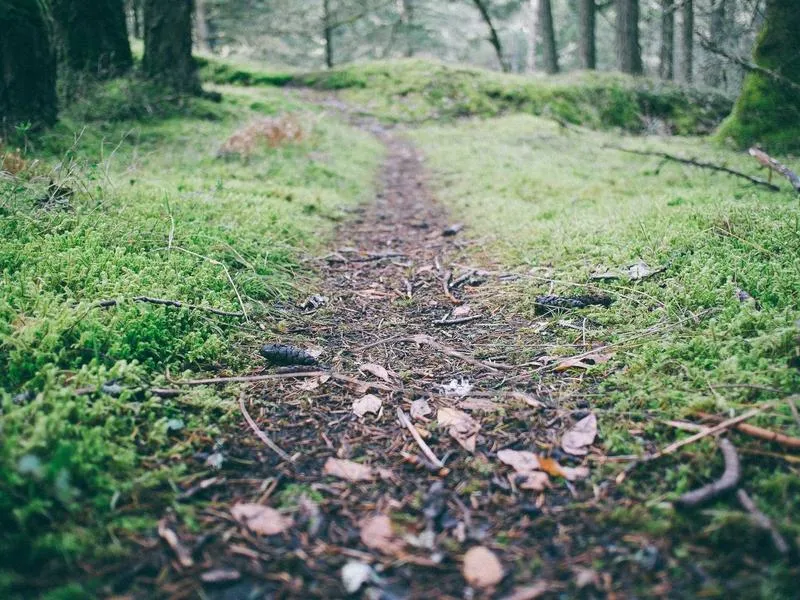 Softail Breakout istukannen jouset