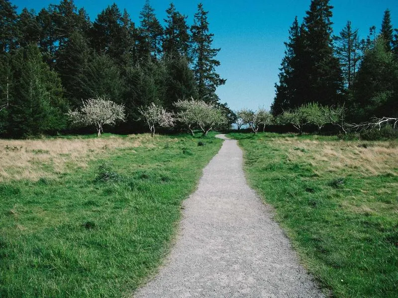 Softail Breakout istukannen jouset